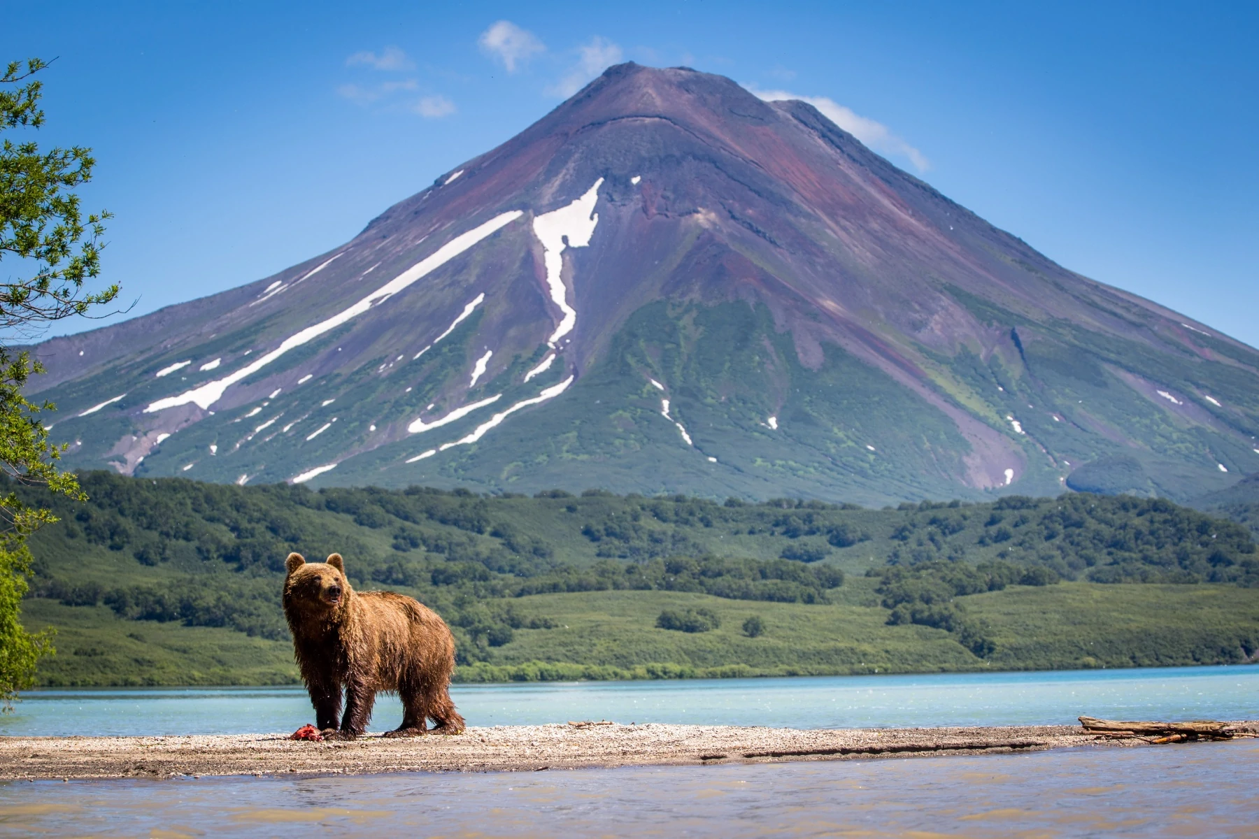 Kamchatka: Negeri Gunung Berapi dan Beruang Cokelat