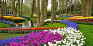 Keukenhof: 
