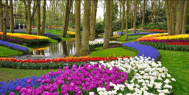 Keukenhof: Lautan Tulip yang Hanya Mekar di Musim Semi