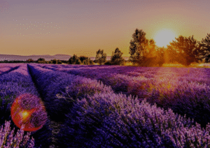 Provence: 