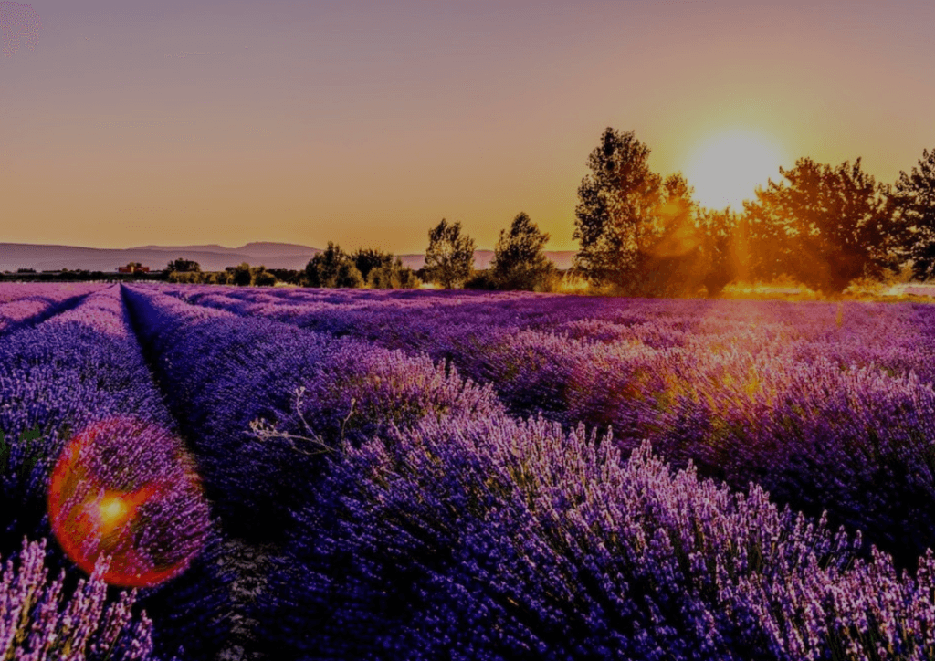 Provence: