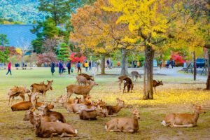 Nara: