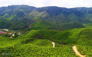 Menikmati Keindahan Perkebunan Teh Di Cameron Highlands: