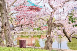 Keindahan Bunga Sakura Di Taman Ueno Park Kota Tokyo:
