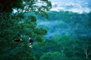 hutan borneo