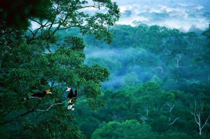 Hutan Borneo: Ketika Alam dan Keanekaragaman Hayati Bertemu